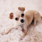 Chihuahua หรือชิวาวา สุนัขที่มีขนาดเล็กที่สุดในโลก